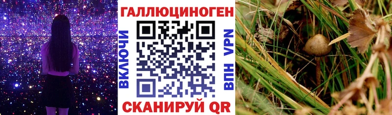 купить  сайты  Петровск-Забайкальский  Галлюциногенные грибы Magic Shrooms 